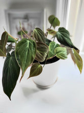Load image into Gallery viewer, Philodendron Micans