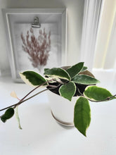 Load image into Gallery viewer, Hoya Carnosa Tricolor