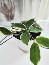 Load image into Gallery viewer, Hoya Carnosa Tricolor
