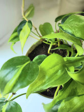 Load image into Gallery viewer, Philodendron Brasil