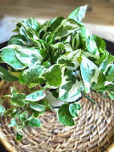 Load image into Gallery viewer, N'joy Pothos
