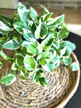 Load image into Gallery viewer, N'joy Pothos