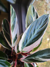 Load image into Gallery viewer, Stromanthe Triostar