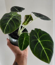 Load image into Gallery viewer, Alocasia Reginula | Black Velvet