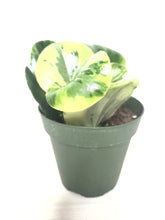 Load image into Gallery viewer, Peperomia Marble 4"