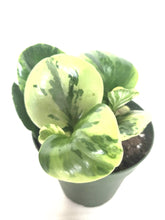 Load image into Gallery viewer, Peperomia Marble 4"