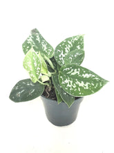 Load image into Gallery viewer, Satin Pothos 4"