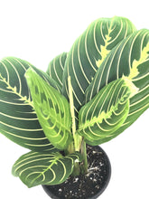 Load image into Gallery viewer, Maranta Lemon Lime - Prayer Plant 4"