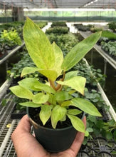 Load image into Gallery viewer, Philodendron Painted Lady 4"