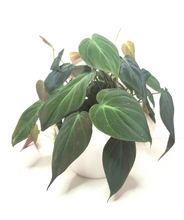 Load image into Gallery viewer, Philodendron Micans