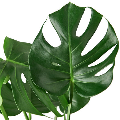 large philodendron monstera Monstera Deliciosa