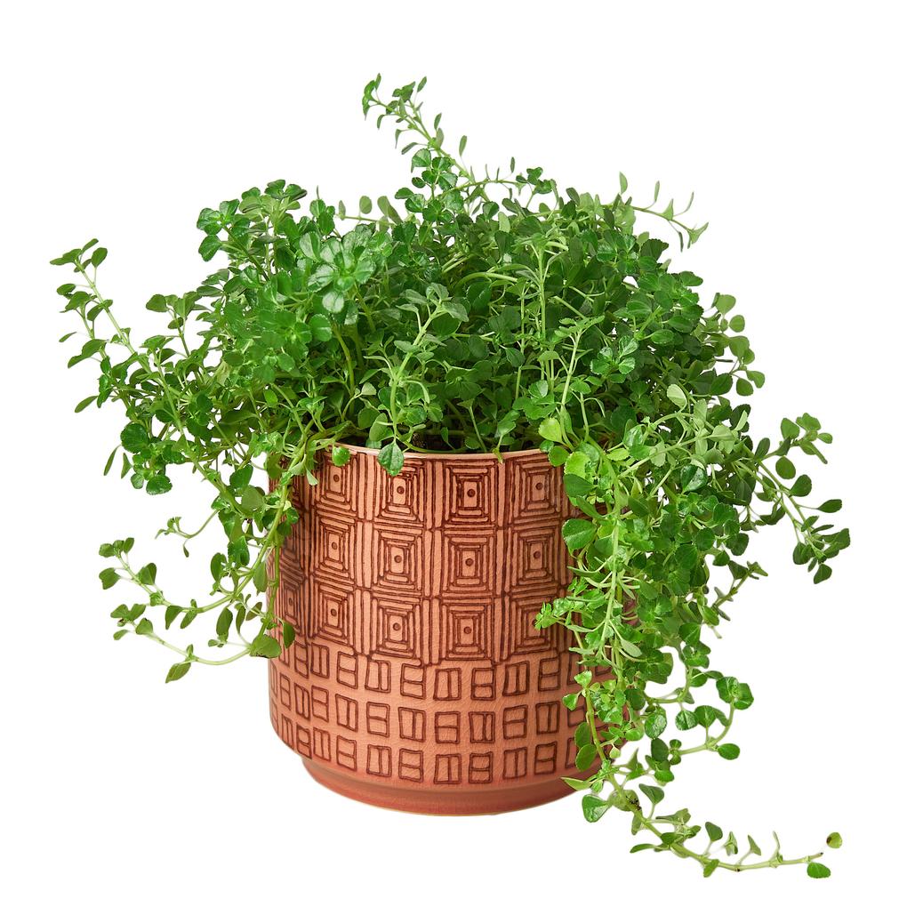 aztec design plant pot Pink Aztec Planter – Maple Lago