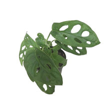 Load image into Gallery viewer, Monstera Adansonii "Swiss Cheese"