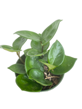 Load image into Gallery viewer, Hoya Chelsea