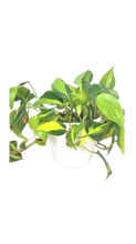 Load image into Gallery viewer, Philodendron Brasil