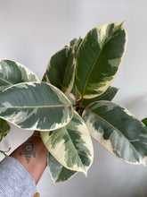 Load image into Gallery viewer, Ficus Tineke