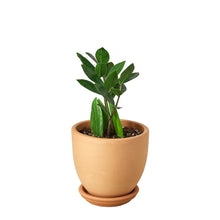 Load image into Gallery viewer, Zz Plant