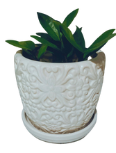 Load image into Gallery viewer, Zz Plant