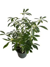 Load image into Gallery viewer, Schefflera Moondrop