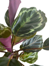 Load image into Gallery viewer, Calathea Medallion