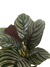 Load image into Gallery viewer, Calathea Ornata
