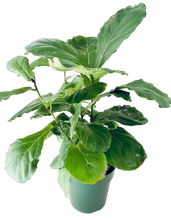 Load image into Gallery viewer, Fiddle Leaf Fig