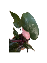 Load image into Gallery viewer, Philodendron Pink Princess