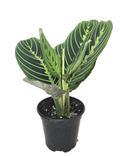 Load image into Gallery viewer, Maranta Lemon Lime - Prayer Plant 4"