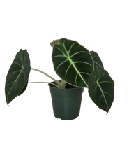 Load image into Gallery viewer, Alocasia Reginula | Black Velvet