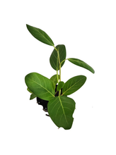 Load image into Gallery viewer, Ficus Audrey 4”
