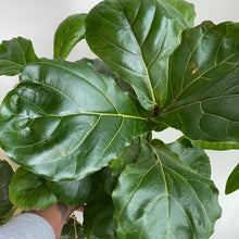 Load image into Gallery viewer, Fiddle Leaf Fig