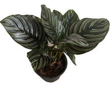 Load image into Gallery viewer, Calathea Ornata