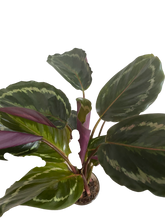 Load image into Gallery viewer, Calathea Medallion