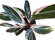 Load image into Gallery viewer, Stromanthe Triostar