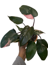 Load image into Gallery viewer, Philodendron Pink Princess