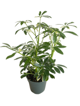 Load image into Gallery viewer, Schefflera Moondrop