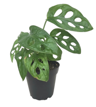 Load image into Gallery viewer, Monstera Adansonii "Swiss Cheese"