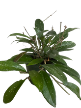 Load image into Gallery viewer, Hoya Publicalyx