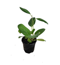 Load image into Gallery viewer, Ficus Audrey 4”