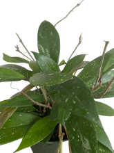 Load image into Gallery viewer, Hoya Publicalyx