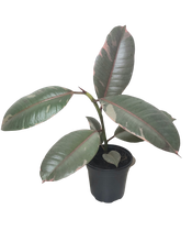 Load image into Gallery viewer, Ficus Elastica Ruby Pink 4”