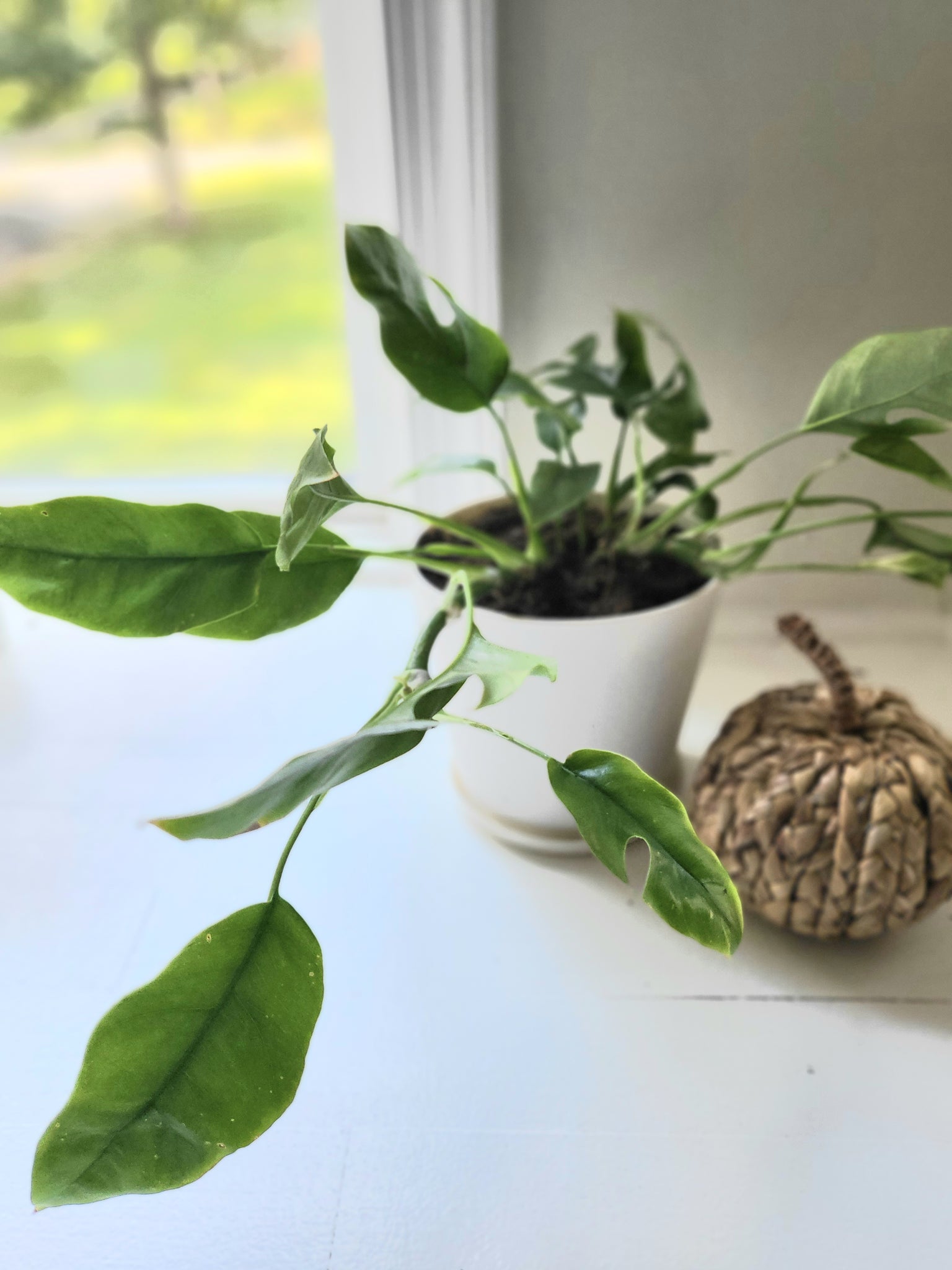 miniature monstera Rhaphidophora Tetrasperma "Mini Monstera" – Maple Lago