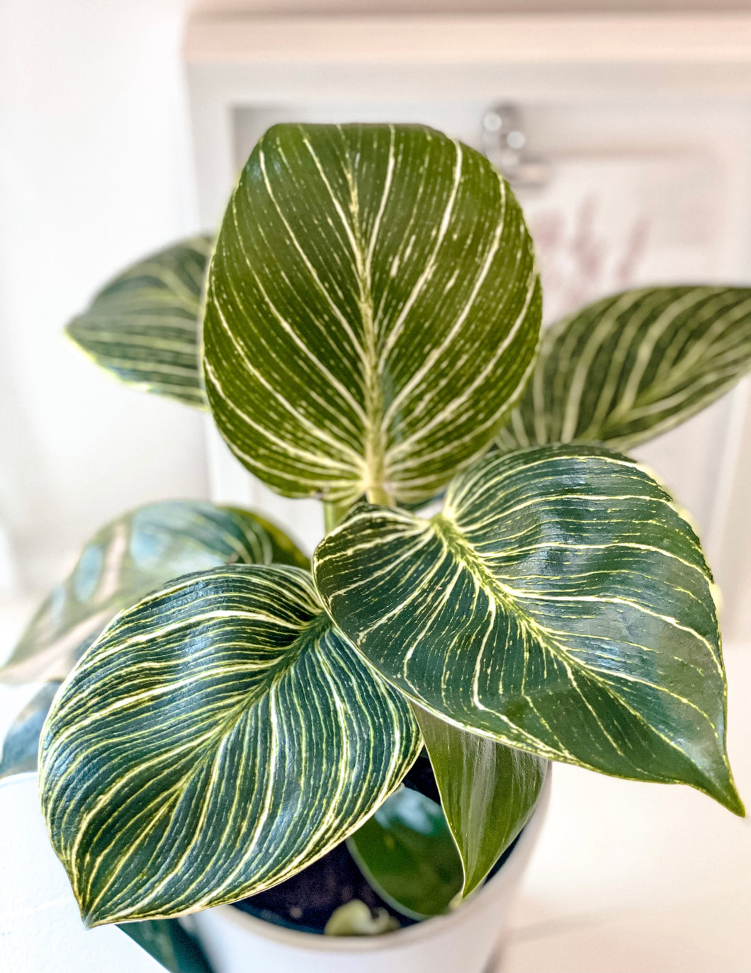 Philodendron Birkin 4