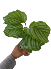 Load image into Gallery viewer, Calathea Orbifolia
