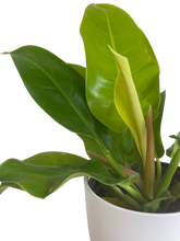 Load image into Gallery viewer, Philodendron Moonlight
