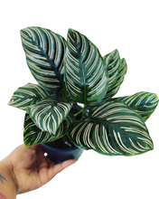 Load image into Gallery viewer, Calathea Ornata
