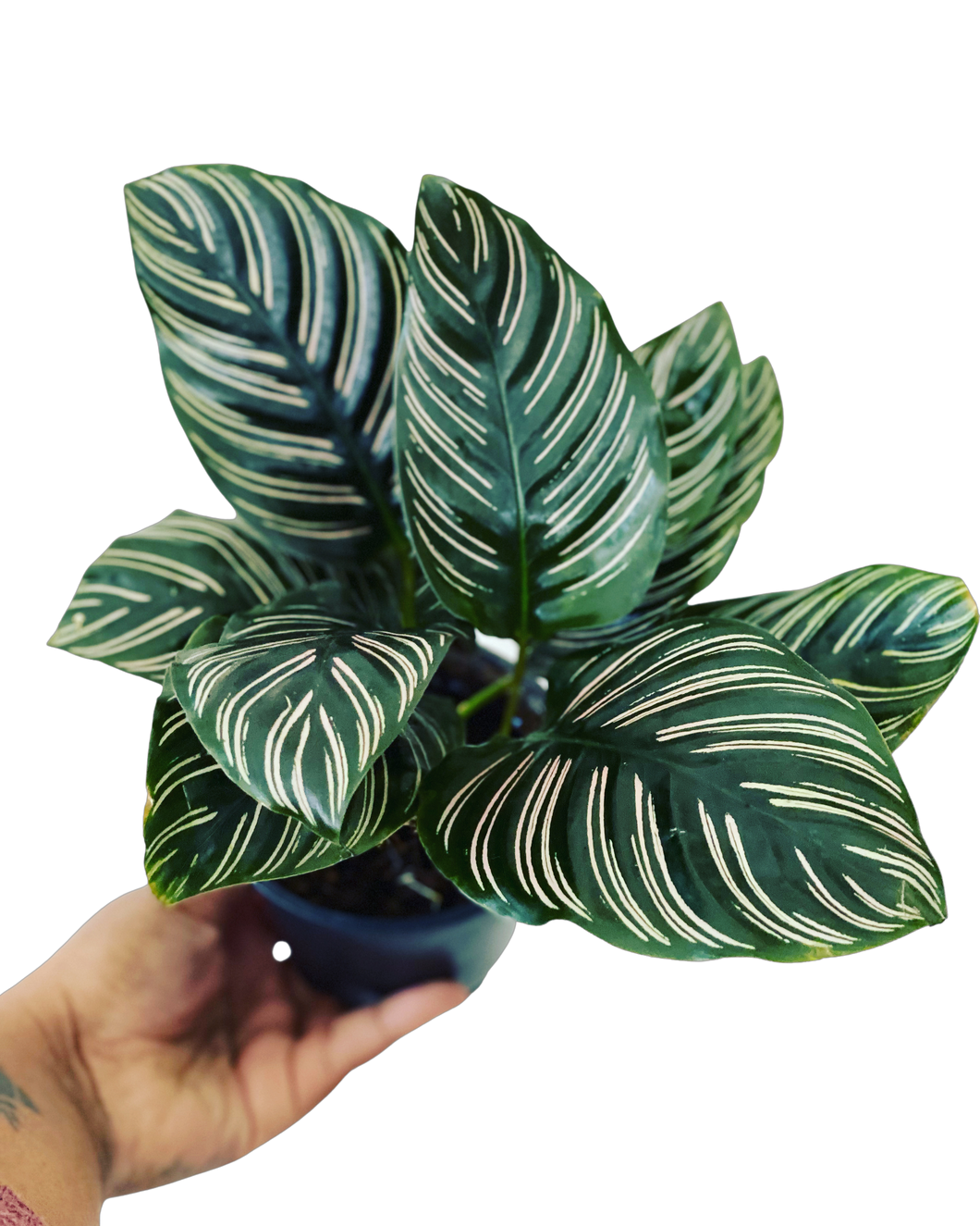 Calathea Ornata