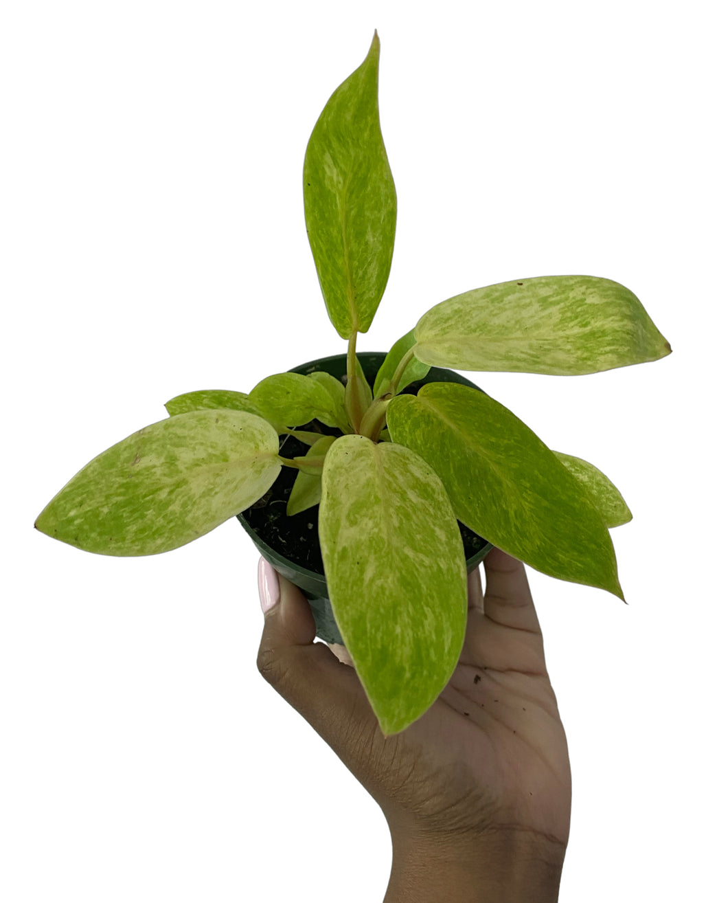 philodendron painted lady uk Philodendron Painted Lady 4" – Maple Lago