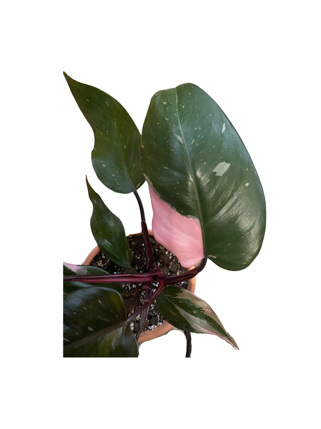 Philodendron Pink Princess