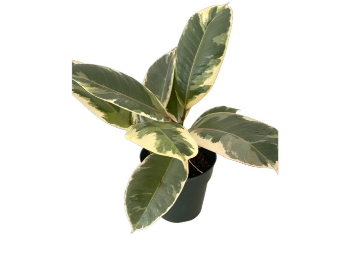 Ficus Tineke